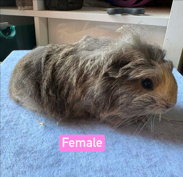 Baby guinea pigs