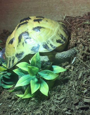 Horsefield Tortoise