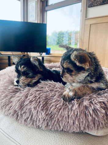 2 female yorkies ready for their forever home