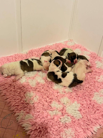 American Bulldog Puppies