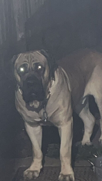Presa Canario X Cane Corso