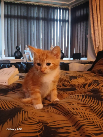 Beautiful boy left from litter of 4