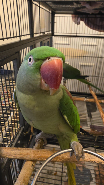 Pair of alexandrine parrots