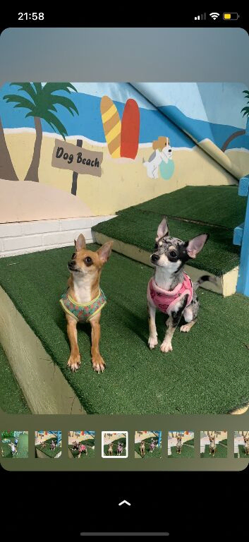 Mum and daughter chihuahuas must go together