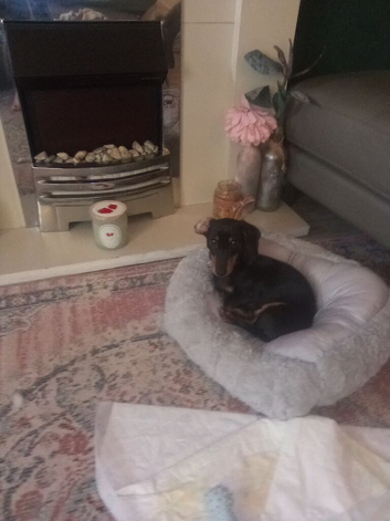 Dascund puppy