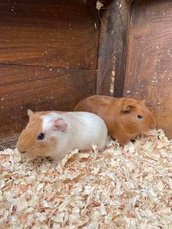 2 lovely male baby guinea pigs