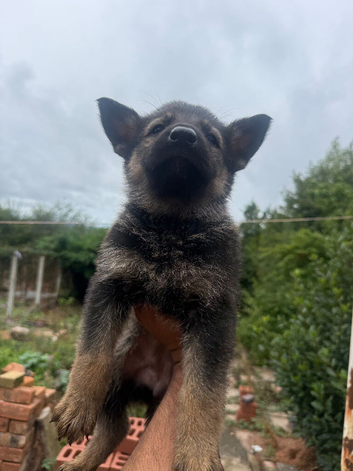 German Shepherd cute Puppies