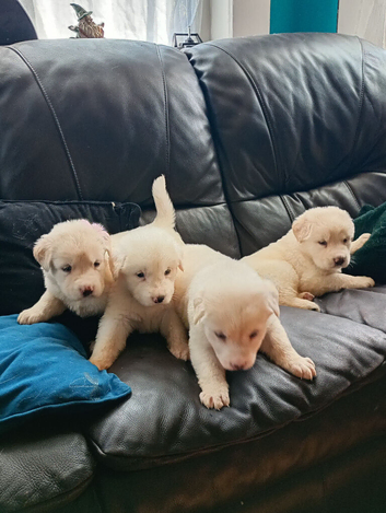 Labrador puppies beautiful