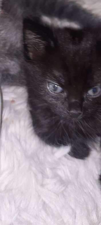 Kittens for sale