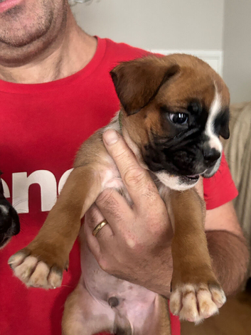 Stunning litter ready 16th June