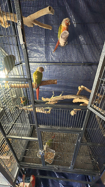 Selling all my parrots.