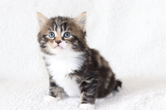 Meet Our Beautiful Kittens!