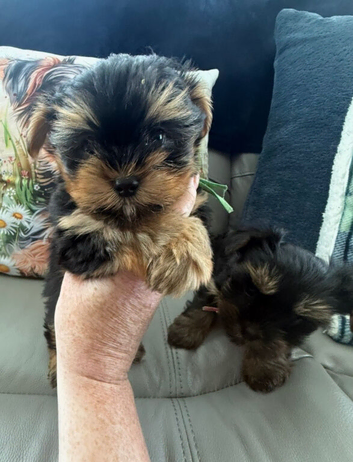 Tiny Toy Yorkshire Terrier Puppies (Yorkie)