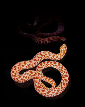 Male Extreme Red Albino Western Hognose Snake