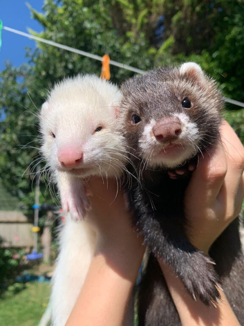 13 Week Old Hob Kits for Sale