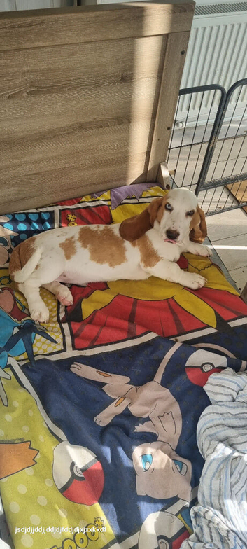 Unique basset girl