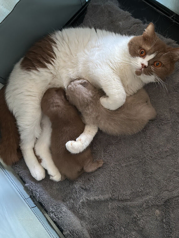 Stunning pedigree British shorthair - last one !