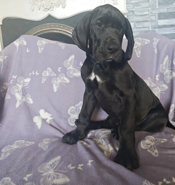 Great Dane Puppies