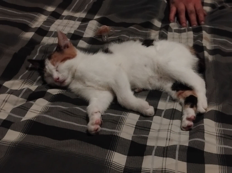 Beautiful kitten
