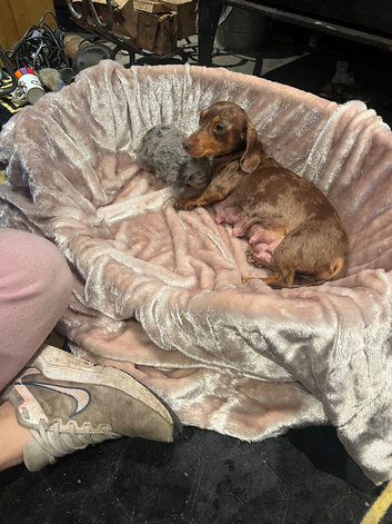 Miniature Dachshund