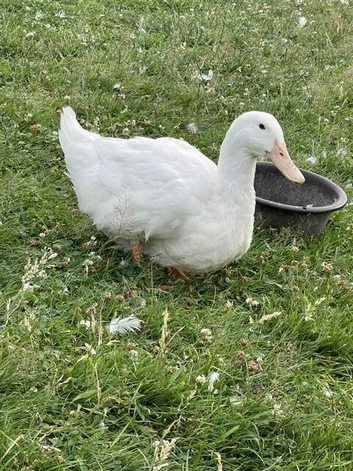 Aylesbury Ducks