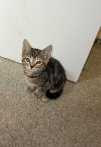 Kitten