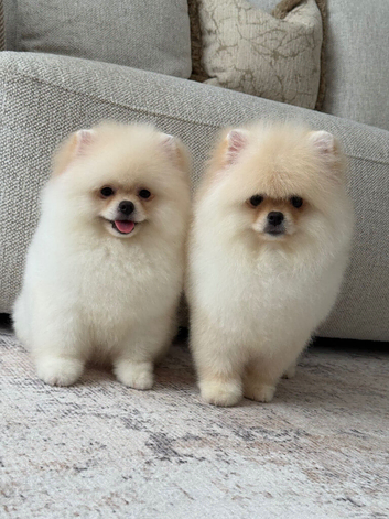 TWO TEDDY BEAR BOYS