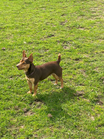 Miniature Chocolate and Ran Jack Russell for Stud