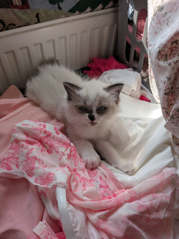 Ragdoll kitten for sale READY NOW