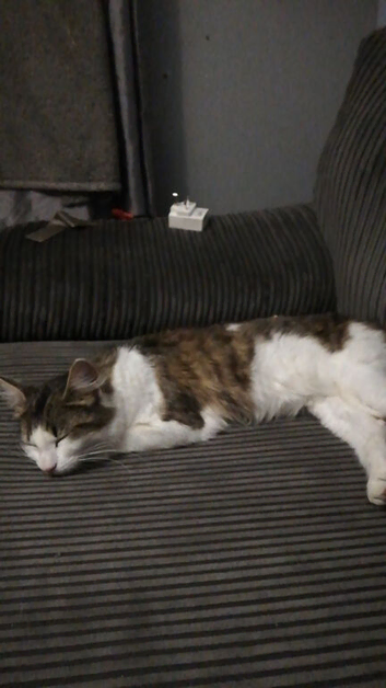 One year old female  cat lilly