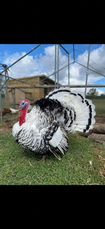 6 crollwitzer turkey chicks for sale