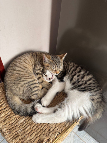 Kittens looking for Forever Homes!