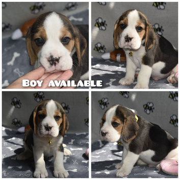 Beautiful beagle puppies