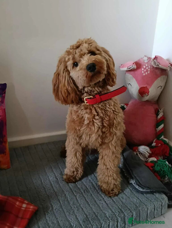 (UNPROVEN) cockapoo male F3 available for stud