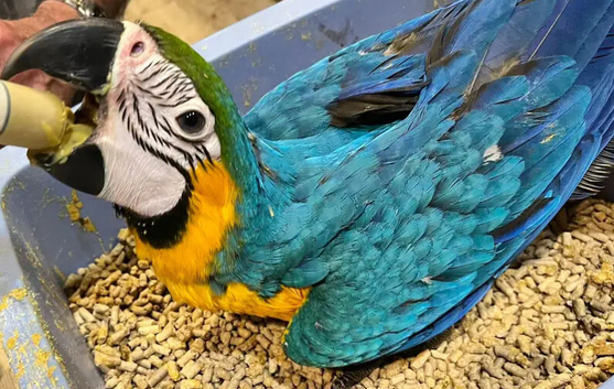 Hand reared baby macaws