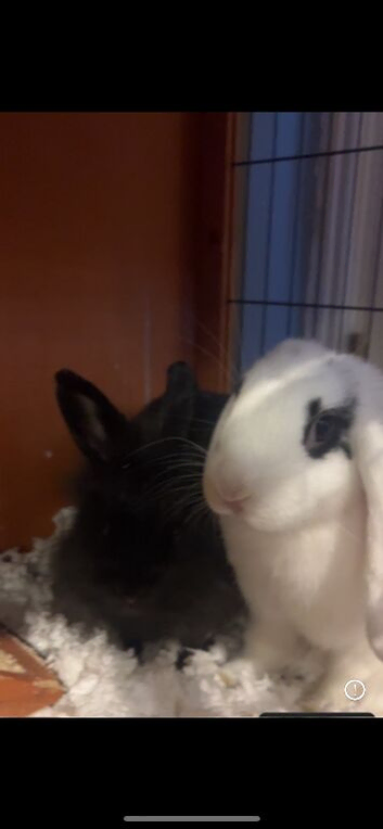 Two female rabbits for sale