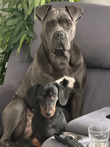Cane corso for sale