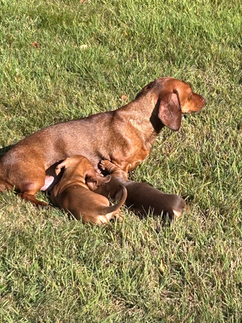 Mini dachshund
