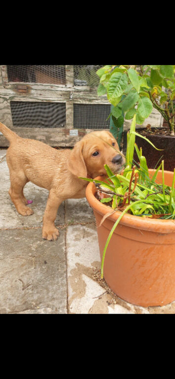 READY NOW!!!  Chunky Fox Red Labradors