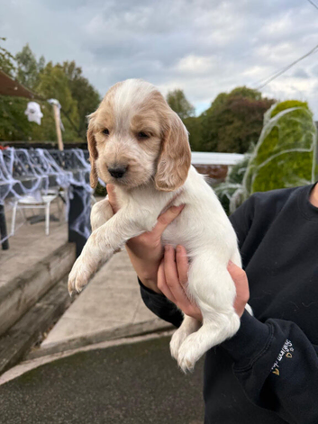 Cocker spaniel