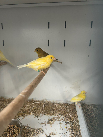 Varioue Stunning Baby Canaries
