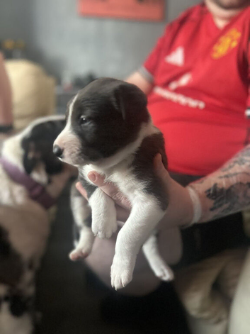 Adorable Border Collie