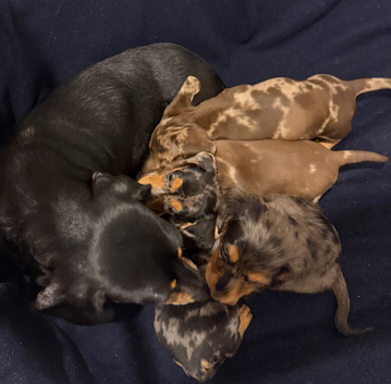 Stunning Miniature Dapple Dachshund Puppies