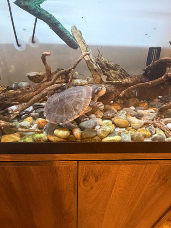 Pink bellied sliders