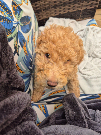 Double doodle puppies READY NOW