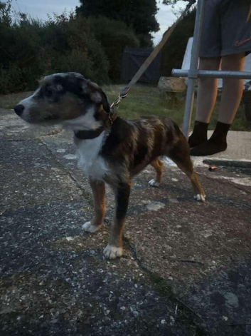 Collie, whippet, Jack pup for sale