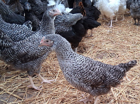 Speckled marrans pullets 16to18 weeks