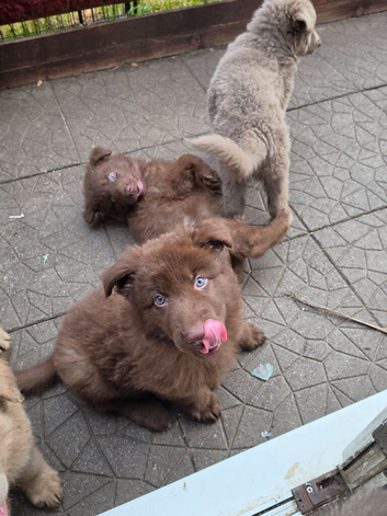 Kc reg german shepherd pups