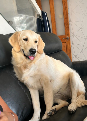 Golden retriever