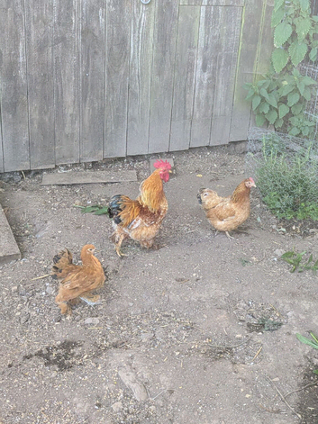 Trio Pekin Bantams